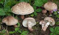 پیشگیری از مسمومیت با قارچ‌های سمی و خودرو