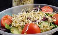 جوانه گندم، زرده تخم مرغ و شیر ماهی 3 ماده غذایی مفید برای مبتلایان به آلزایمر