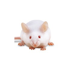 انجام طرح "ارزیابی اثر محافظتی بربرین تخلیص شده از زرشک در مدل سقط تجربی القایی توسط لیپو پلی ساگارید در موش های Balb/C " در آزمایشگاه مطالعات حیوانی در مرکز تحقیقات گیاهان دارویی
