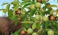 هشدار اورژانس خراسان شمالی درباره خطر سقوط هنگام برداشت محصول از درختان گردو