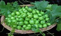 تاثیر مصرف گوجه سبز در پیشگیری از چربی خون بالا