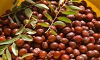 پیشگیری از نفخ و مشکلات گوارشی با مصرف عناب
